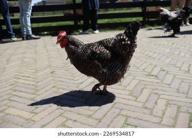Guide to chicken road nederland