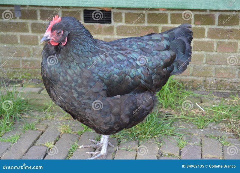 De Onvermijdelijke Route naar Succes: Chicken Road Online in Nederland