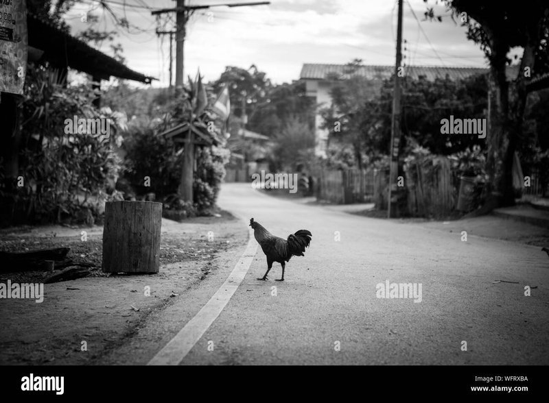 Chicken road italia - Il Mito di Chicken Road: il Gioco di Casinò che Affascina l'Italia