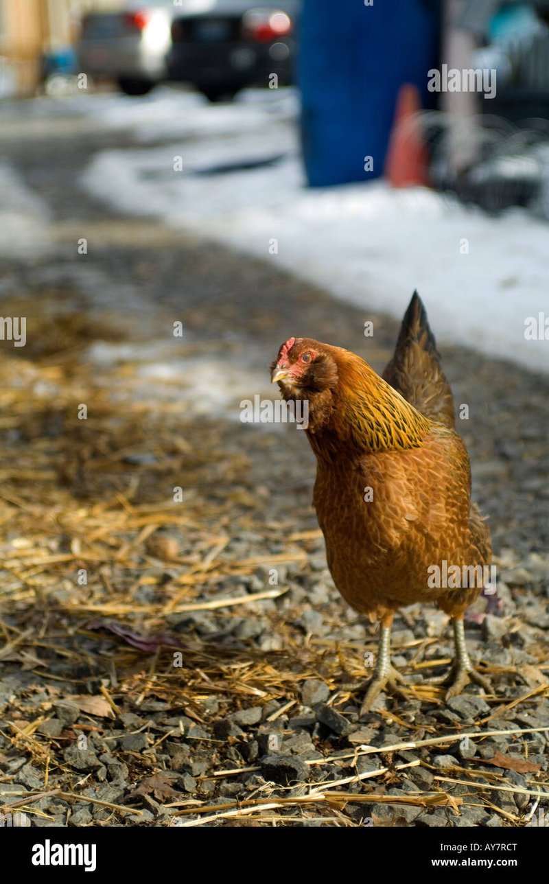Chickencade: Speel Chicken Road Online en Winst Je Grote Prijs, chicken road casino